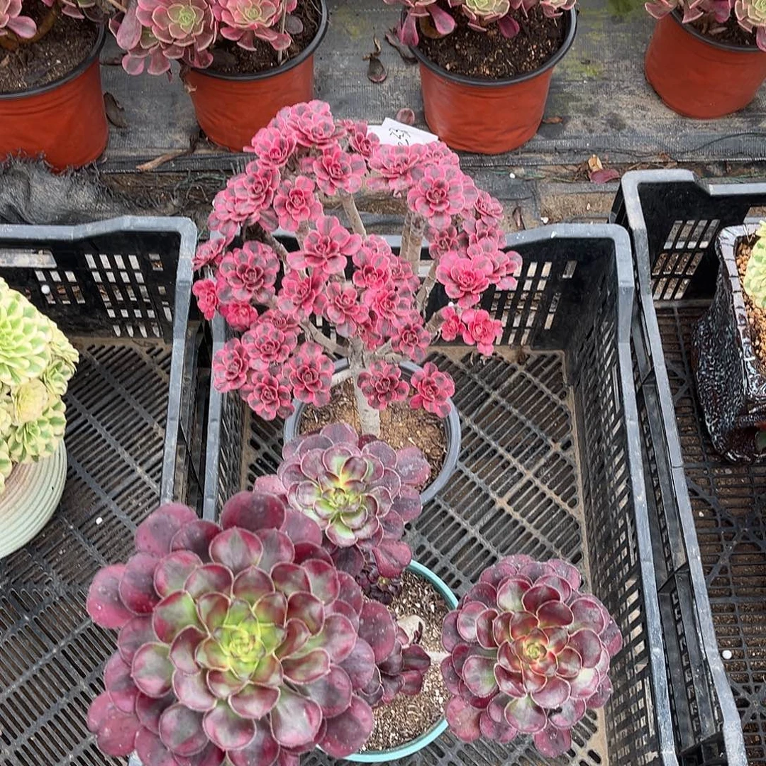 ┾***誸hhhhhhhhhhhhhhhhhh