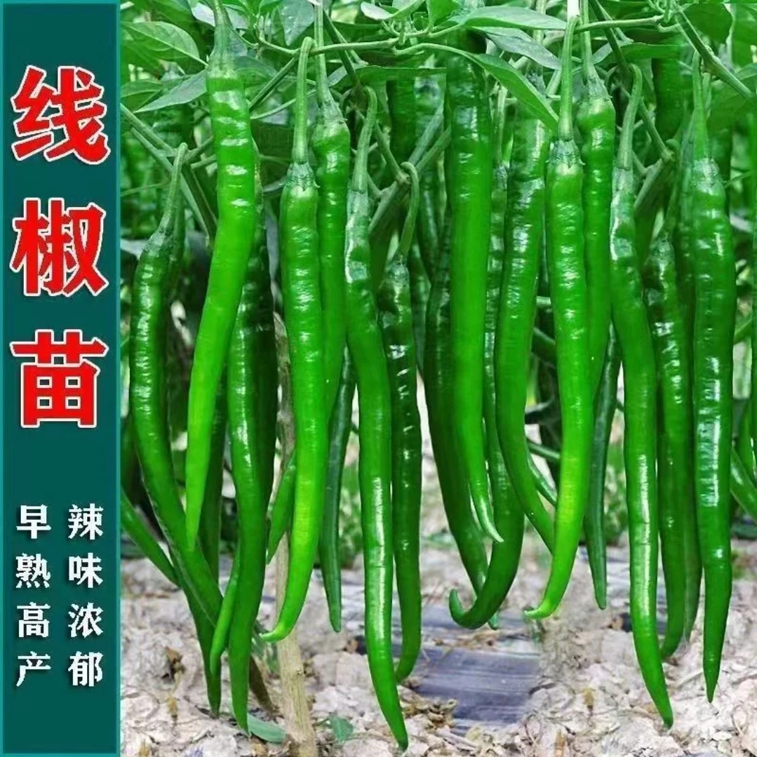 特辣特长线椒苗四季高产发货辣椒蔬菜秧苗早熟青红阳台庭院盆栽