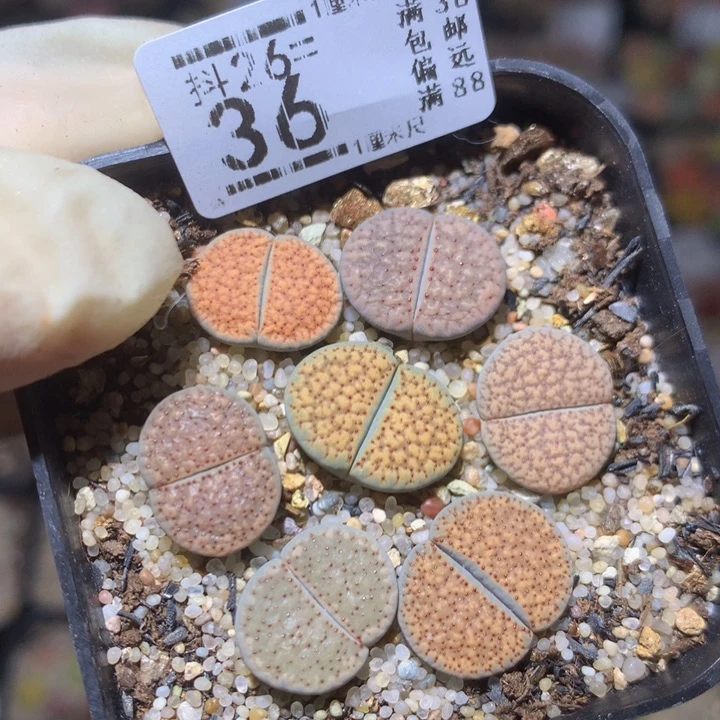 精品生石花26.36