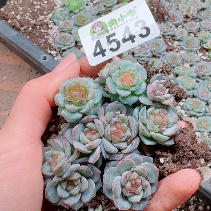 多肉植物多肉植物