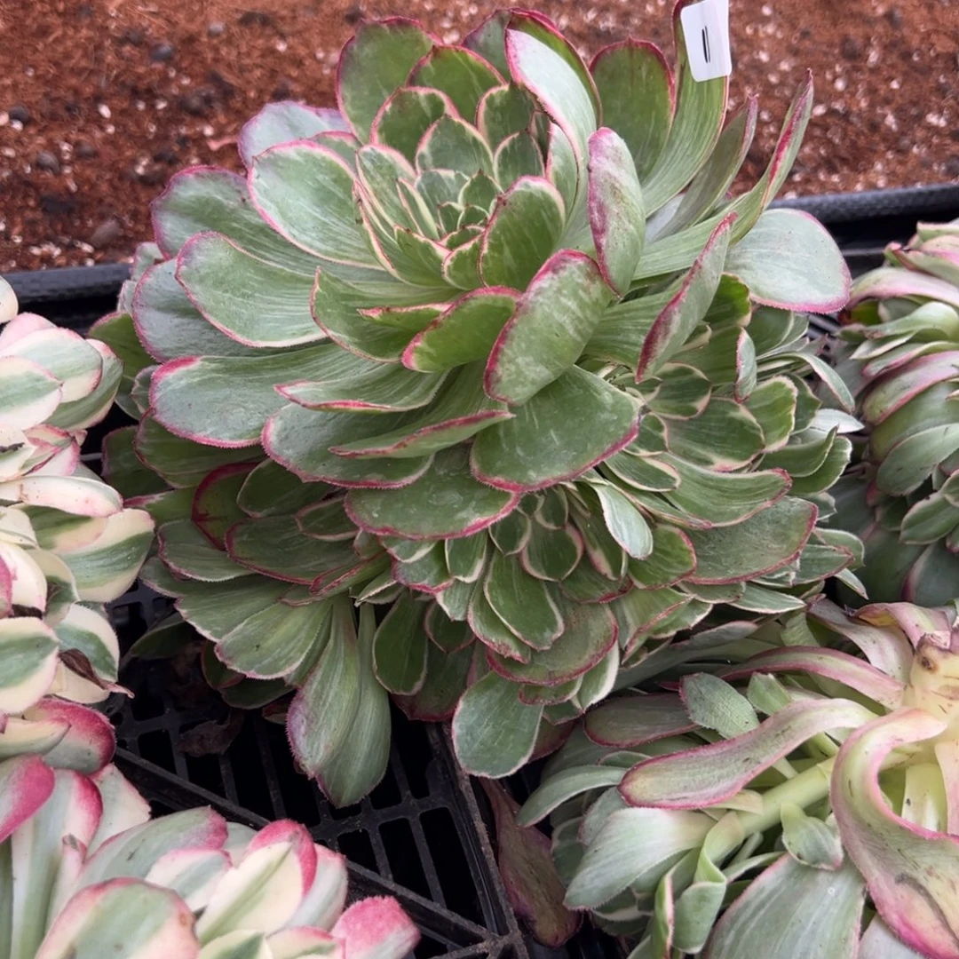 11桃花坞无根多肉椅子