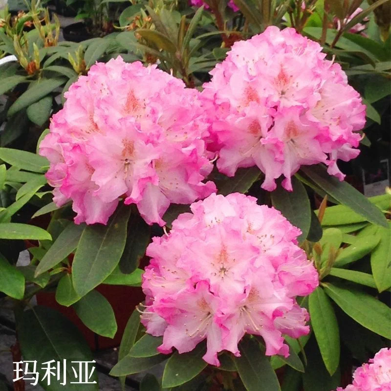 高山杜鹃玛利亚P150日系品种花多