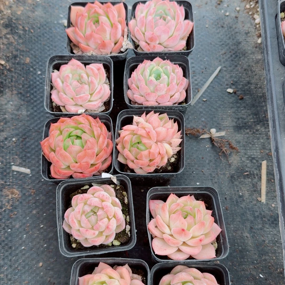 珍妮十棵量拍带颜色左三7-2