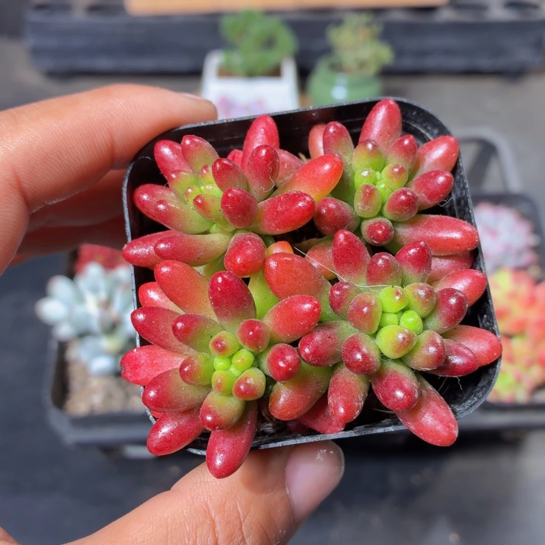 虹之玉多肉9.9包邮发货
