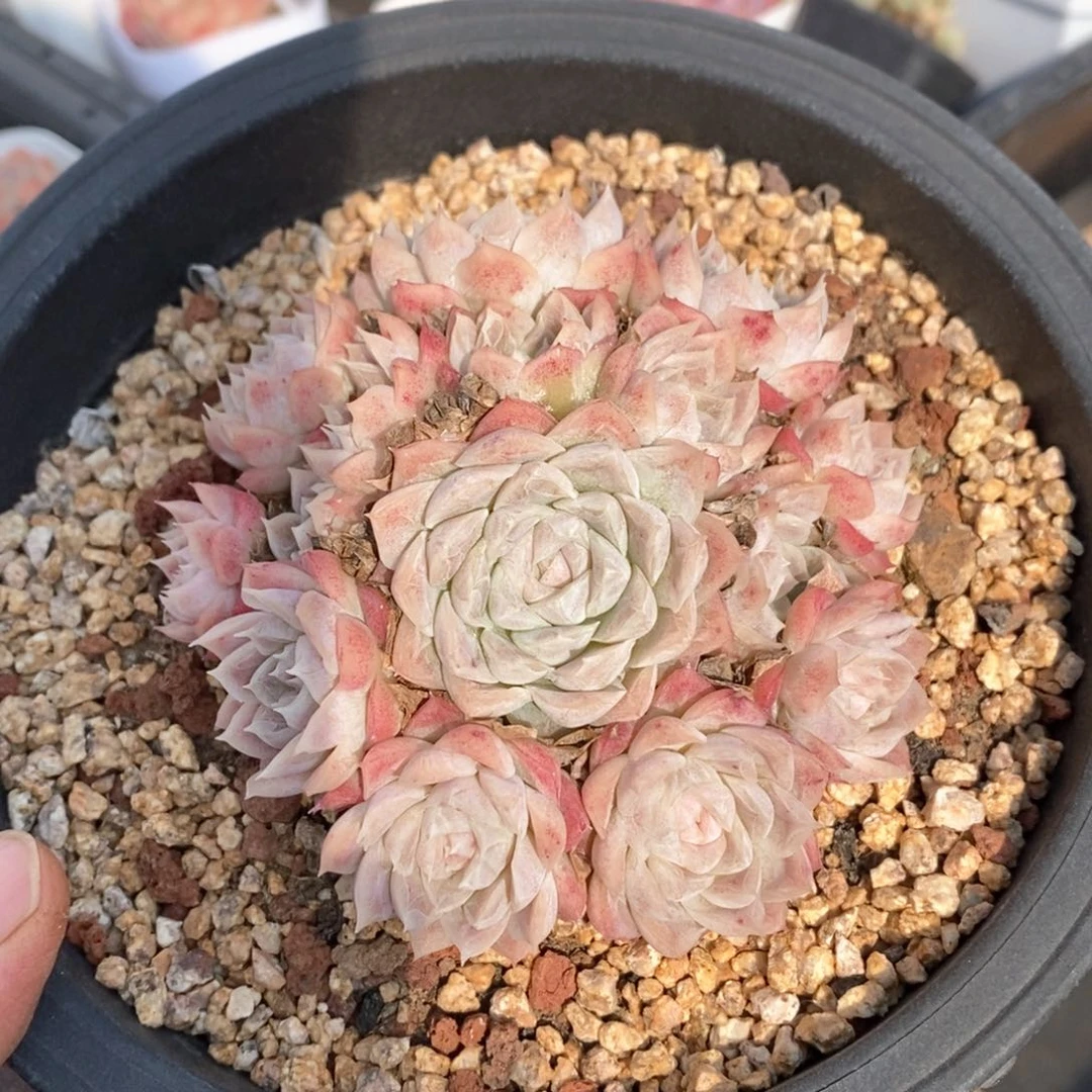 精品多肉一物一拍200