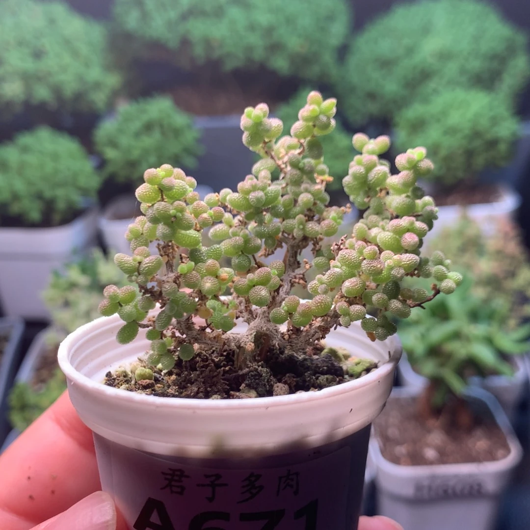 671小小米。