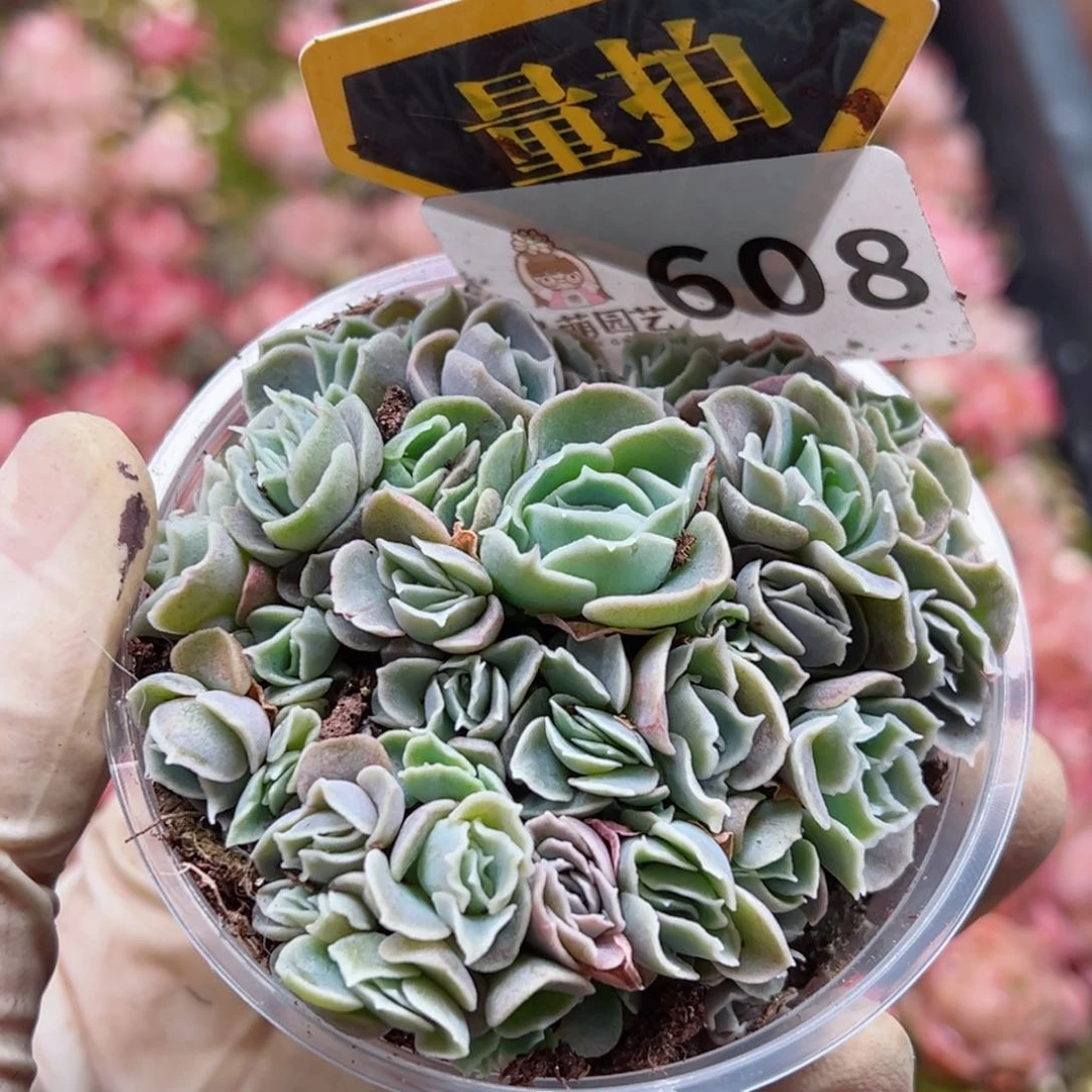 多肉植物多肉植物