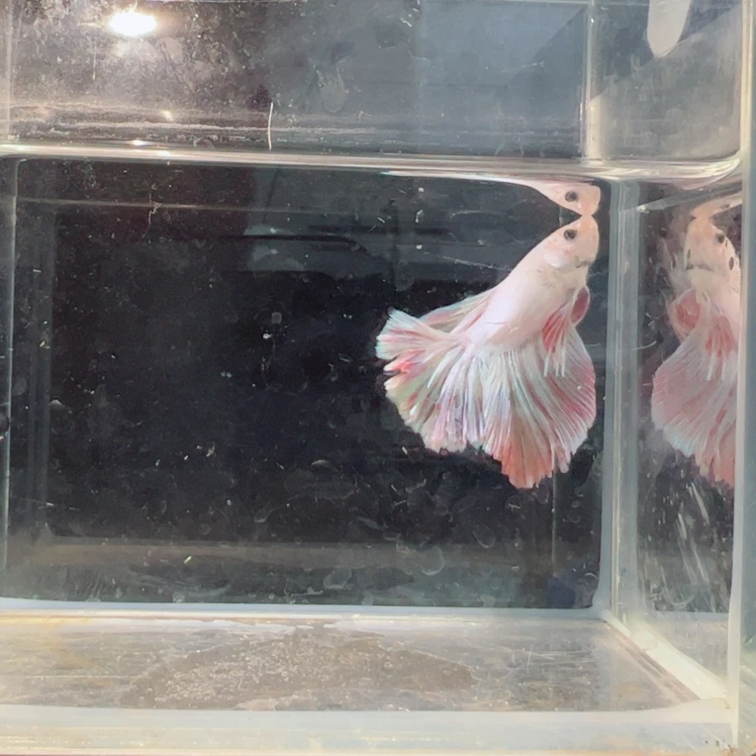 斗鱼浅色仙仙裙特殊尾