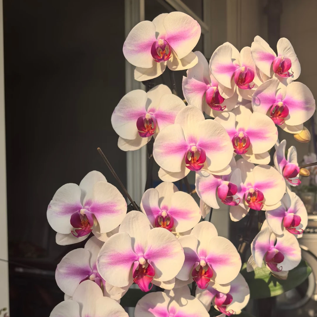 9号兰业【婚纱】腮红大花3.0寸加高杯 出剑