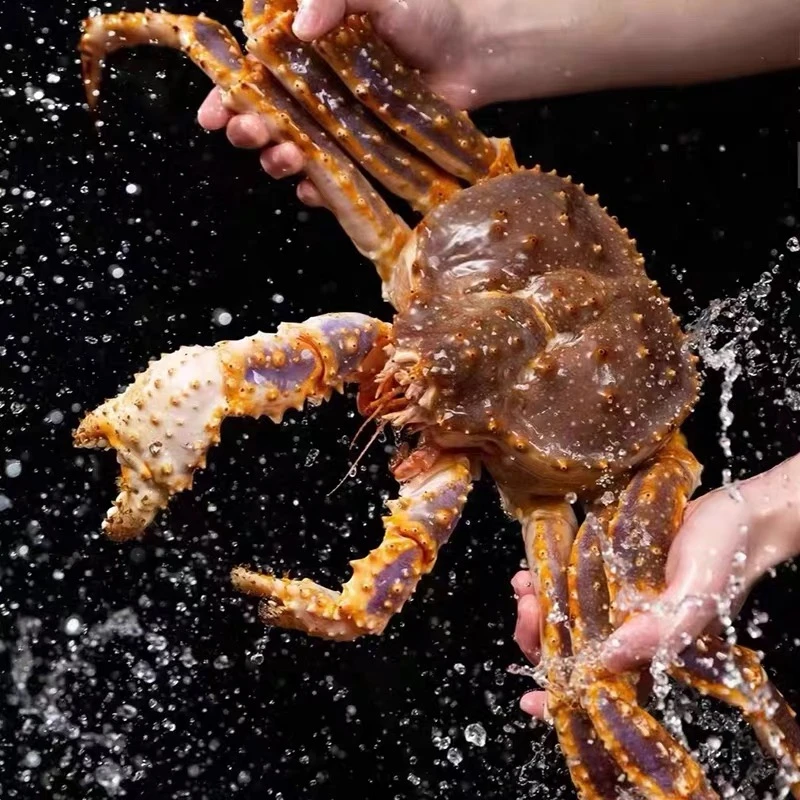 【特价】蓝帝王俄罗斯船冻品质帝王断腿残缺