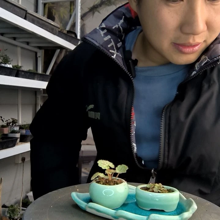 宇****p小盆景小植物一物一拍181