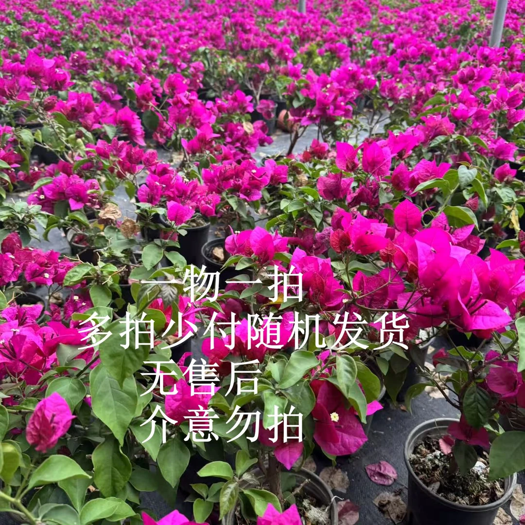 三角梅一物一拍原盆原土发