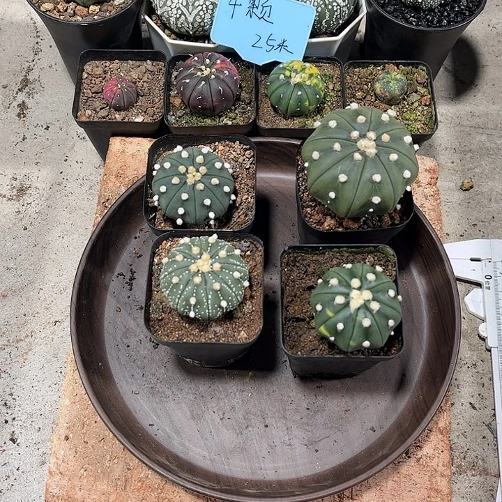 不开花植物仙人球