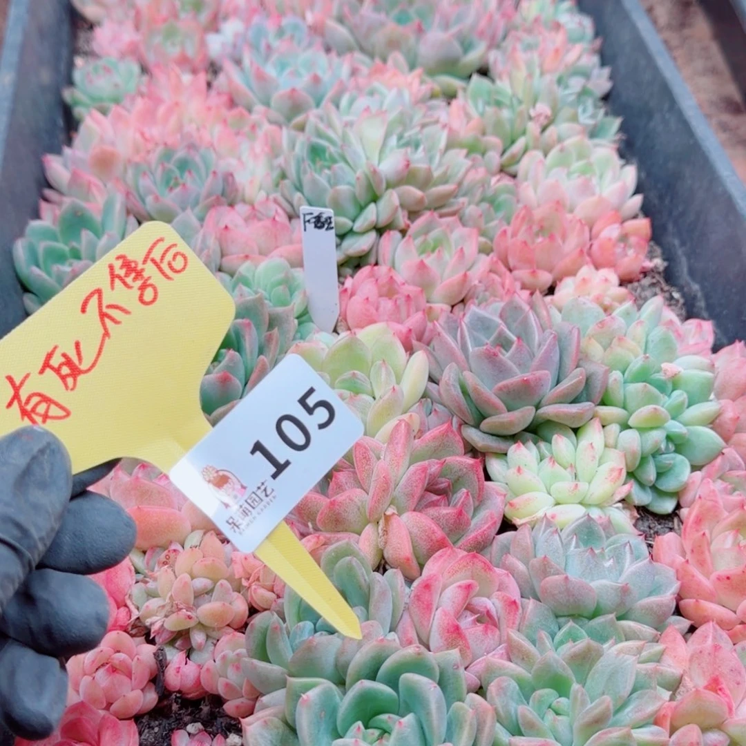 可***可多肉植物多肉植物