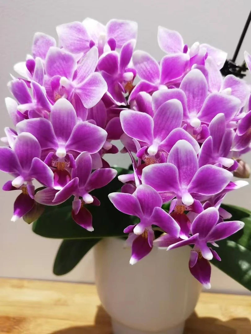 【3.5超大杯3花键香格里拉】蝴蝶兰开花巨好看变异蝴蝶兰