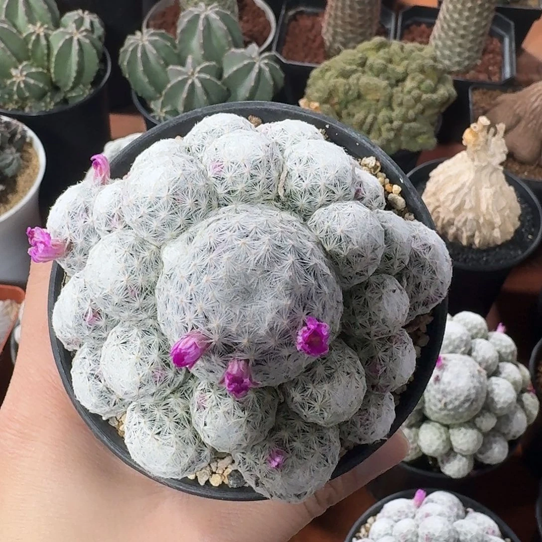 姬春星仙人球12345