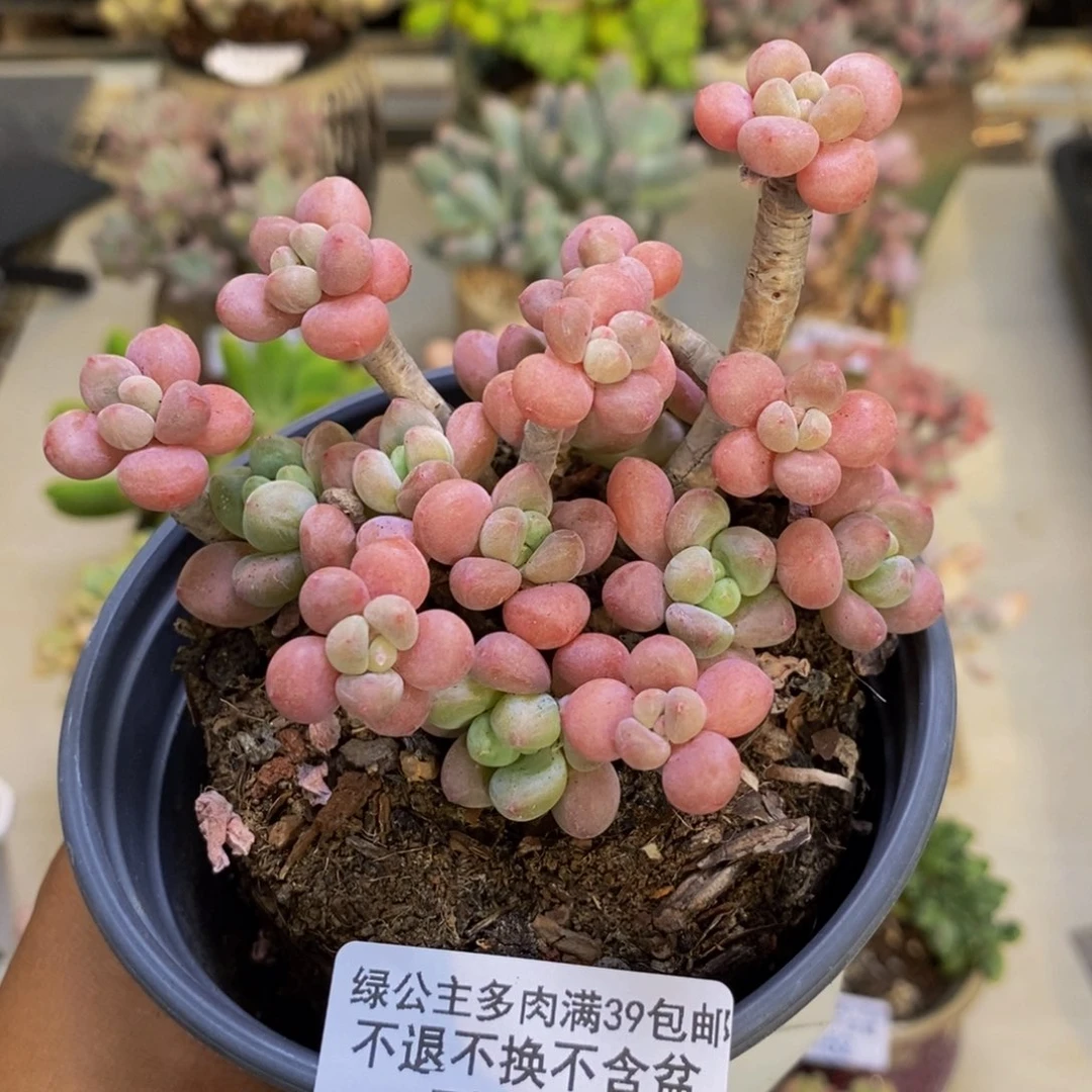 169鱼子酱多肉有断枝