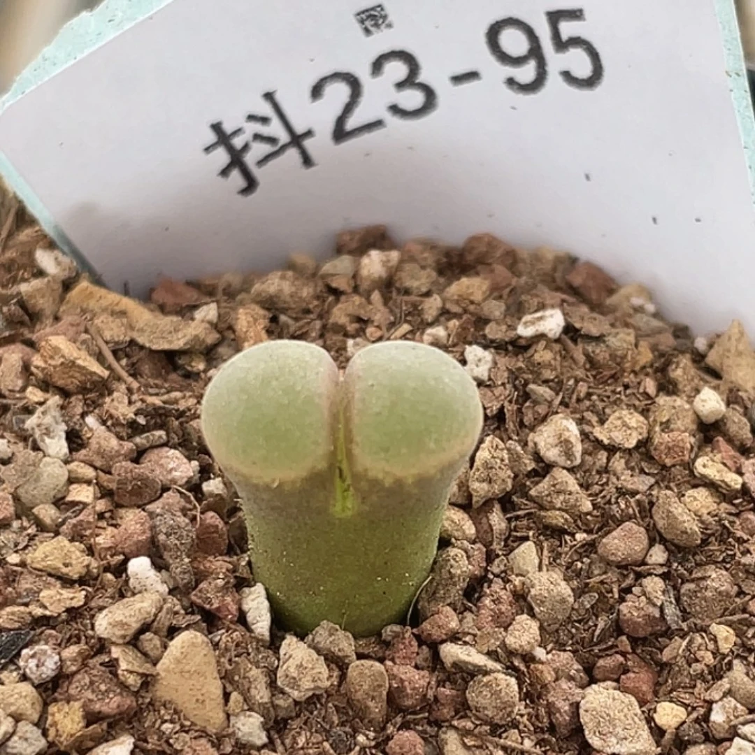 23-95风铃b23多肉植物