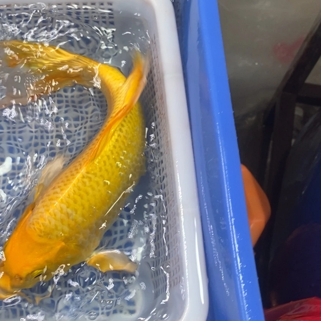 锦鲤冷水锦鲤包邮