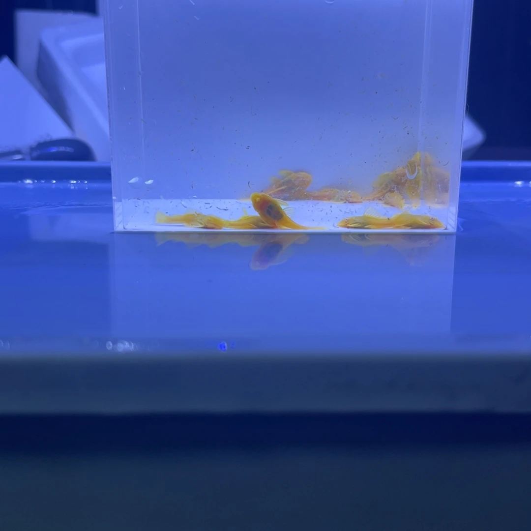 孔雀鱼胡子十条开箱视频报损