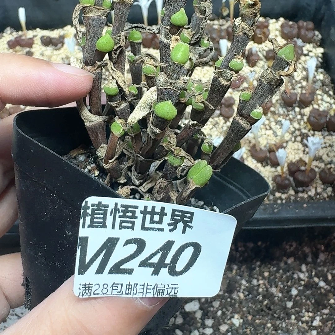 多肉植物的润泽chjn