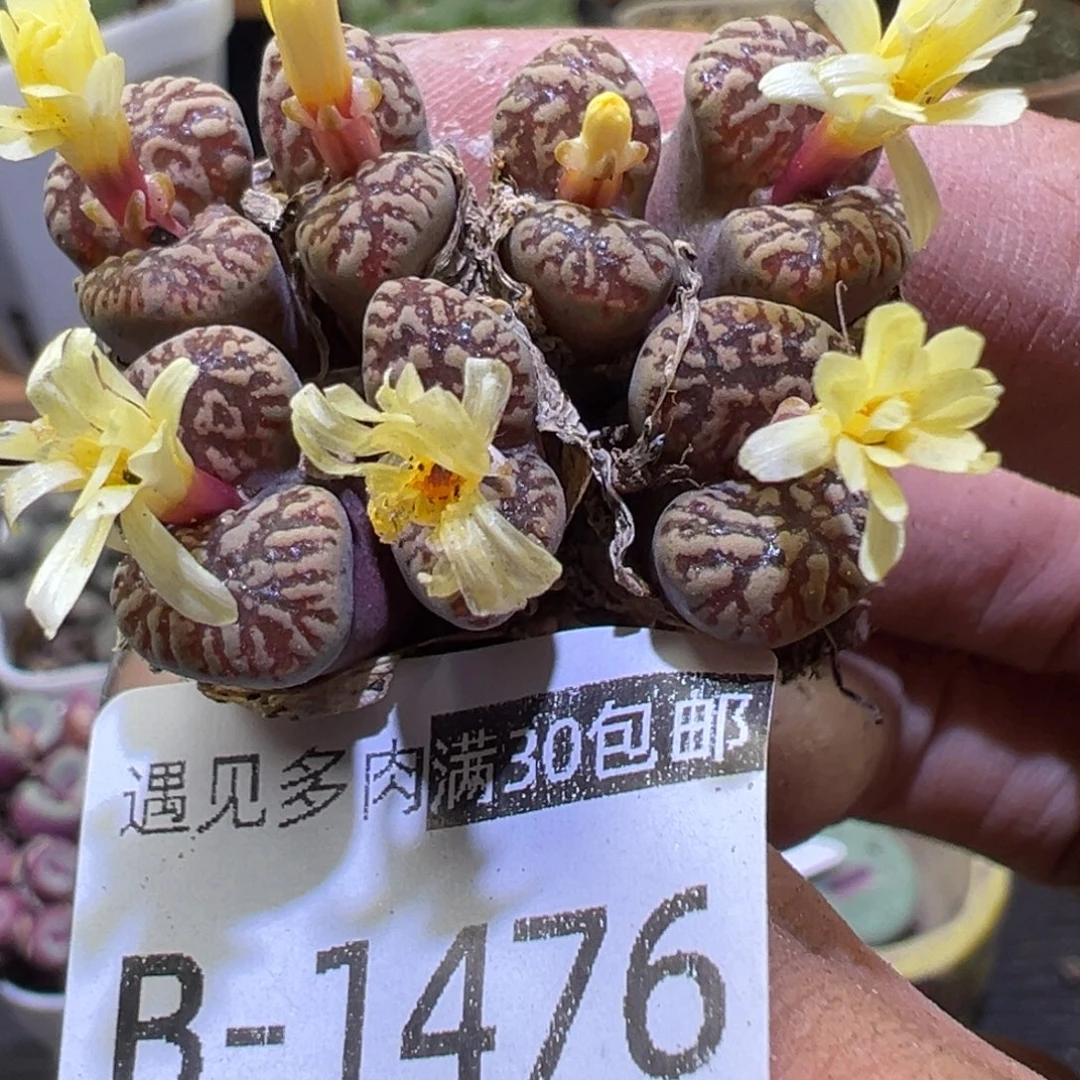 多肉植物111111111111