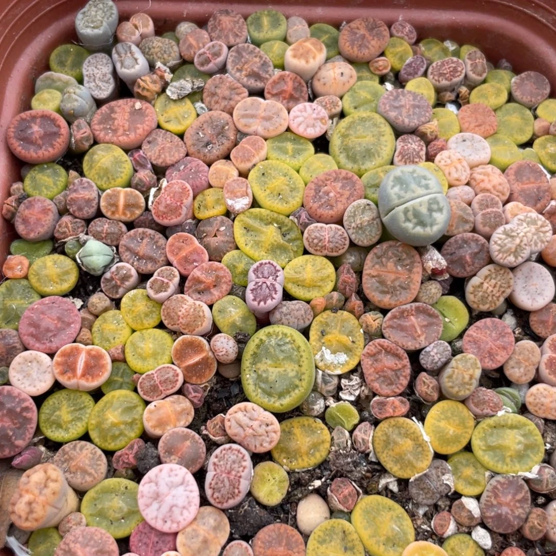 大盆特价一物一拍～40