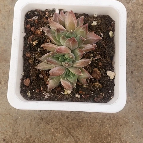 未*名慕斯美人45一盆888888888多肉