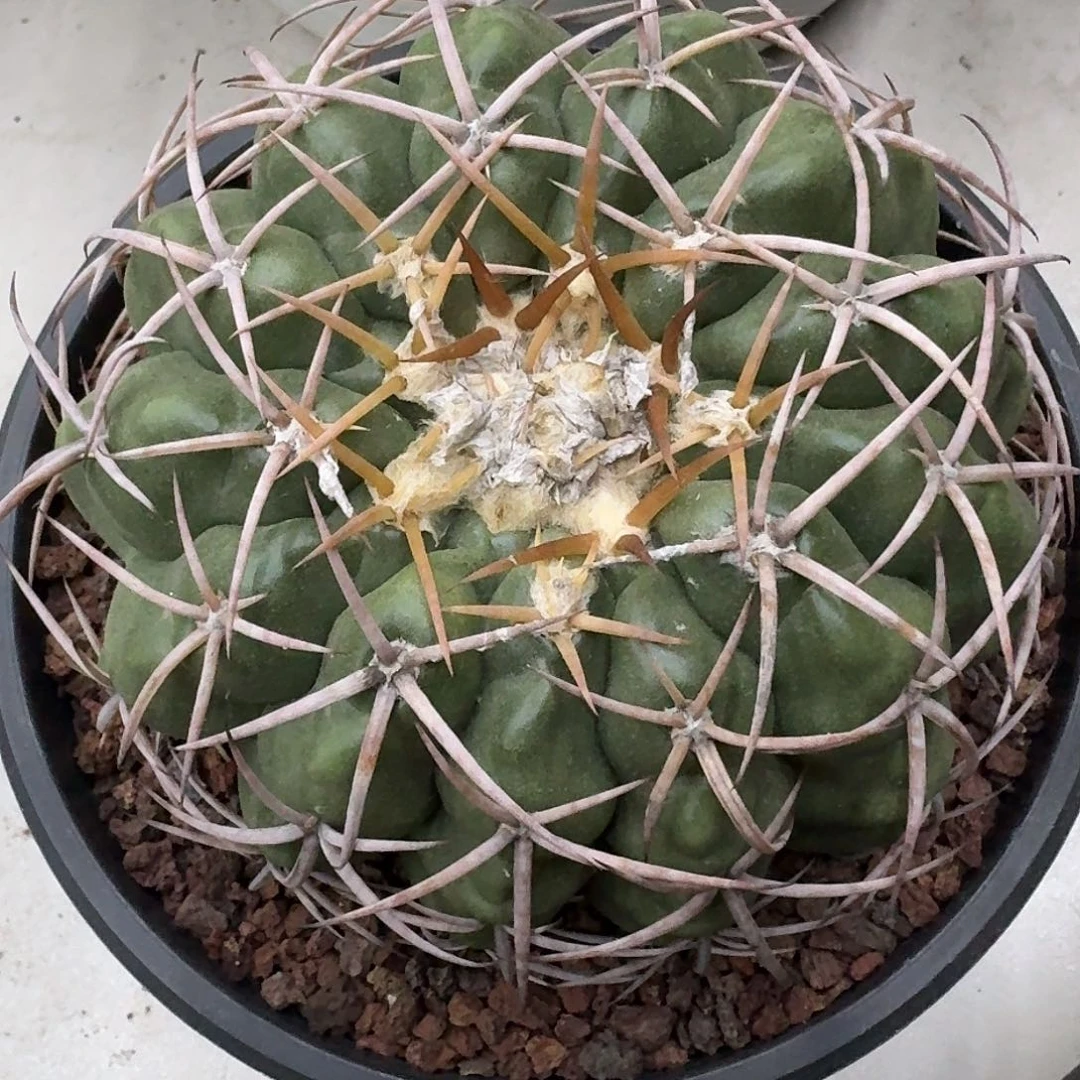 实生圆盘玉仙人球