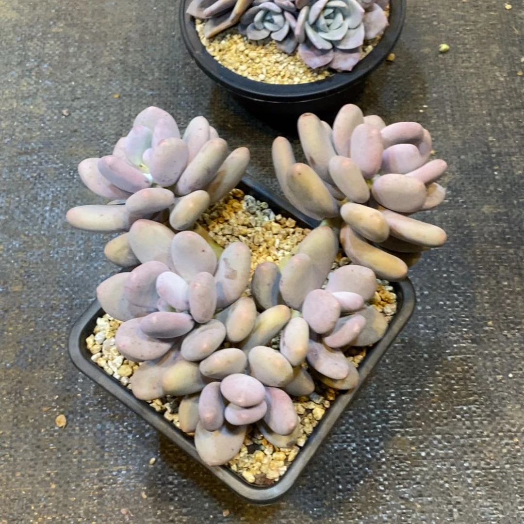 一***姨大叶奶自然群，12346689