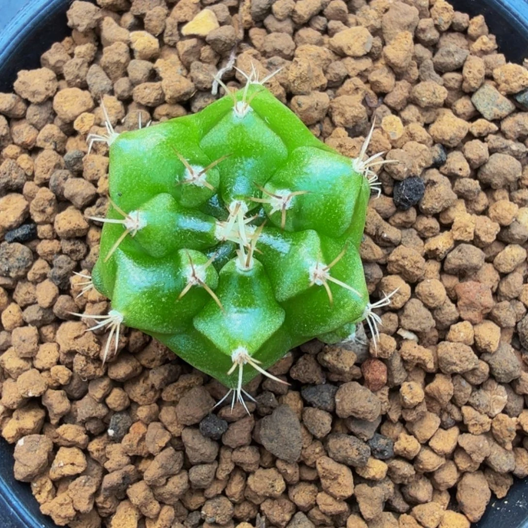 当前无花朵，栽培后可花朵