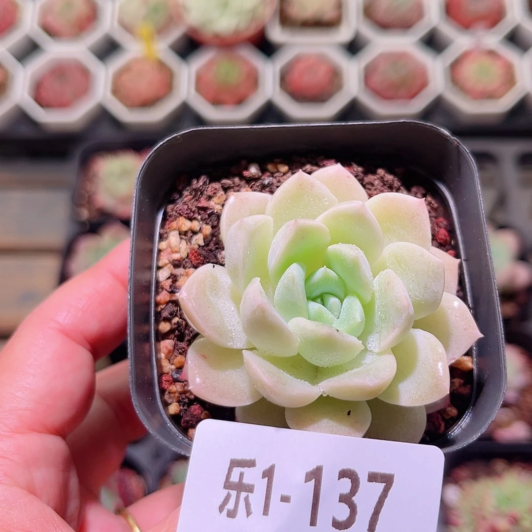 乐然1-137 白冰雪女王