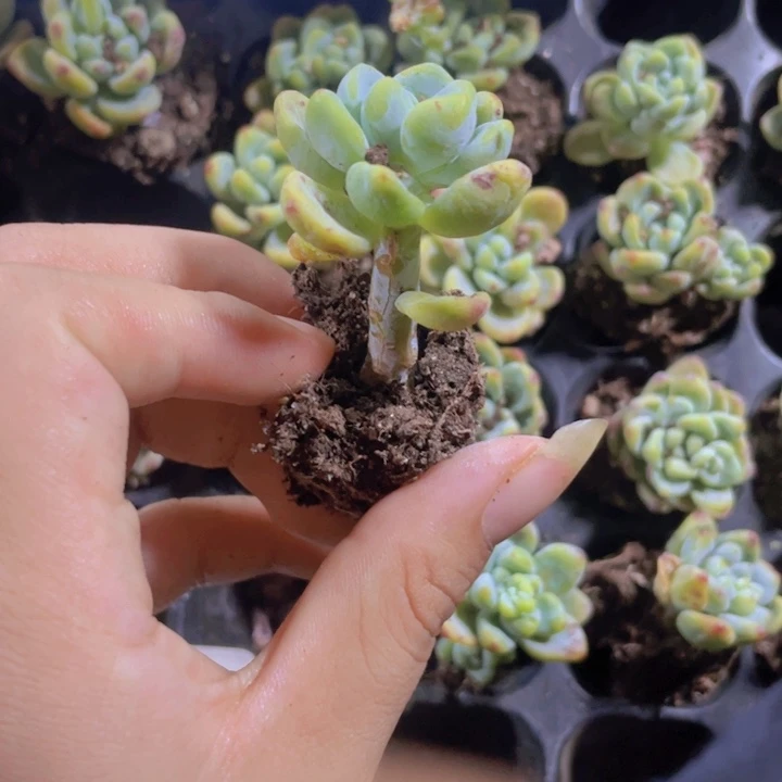 14精品劳尔2颗一组