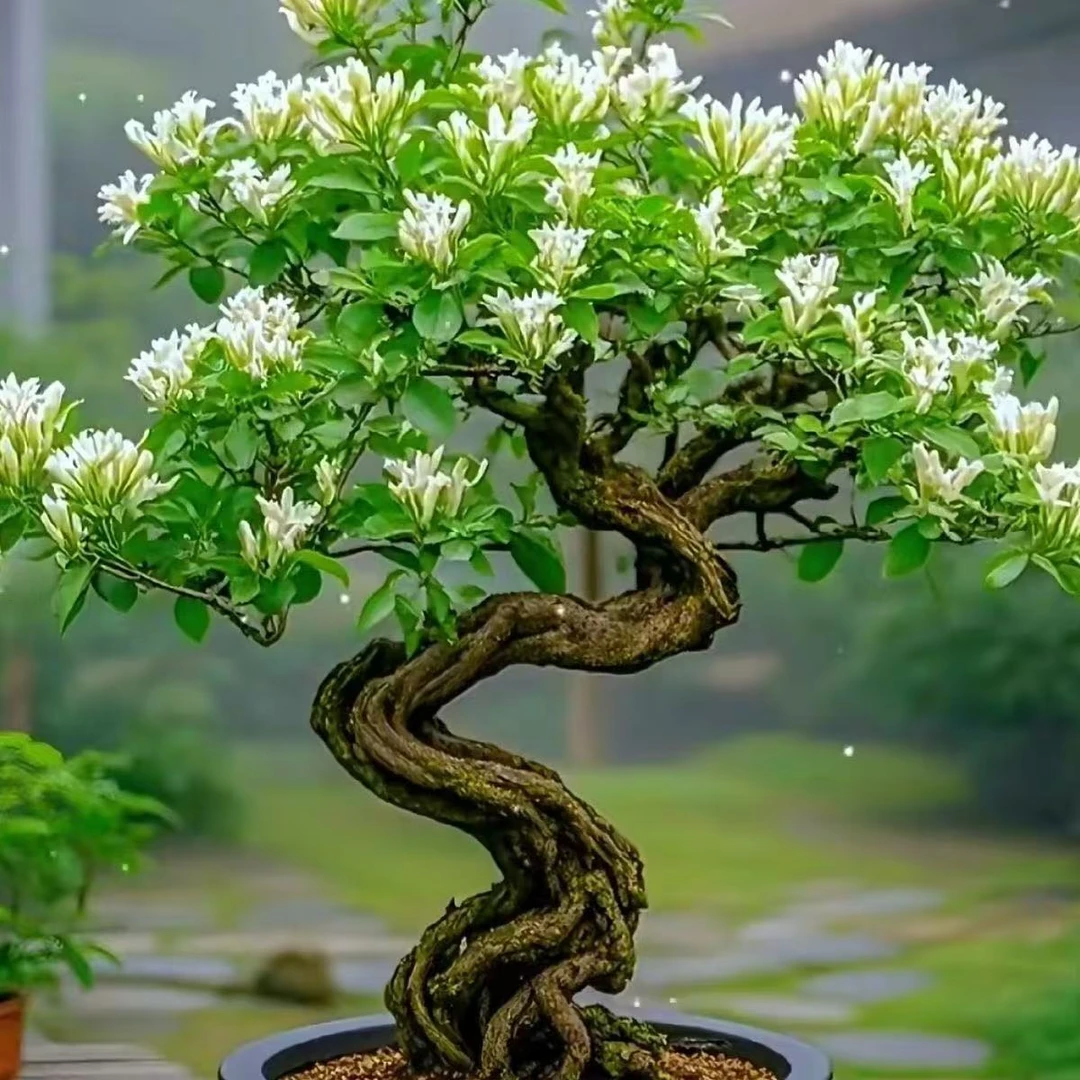 四季花老桩盆景一物一拍