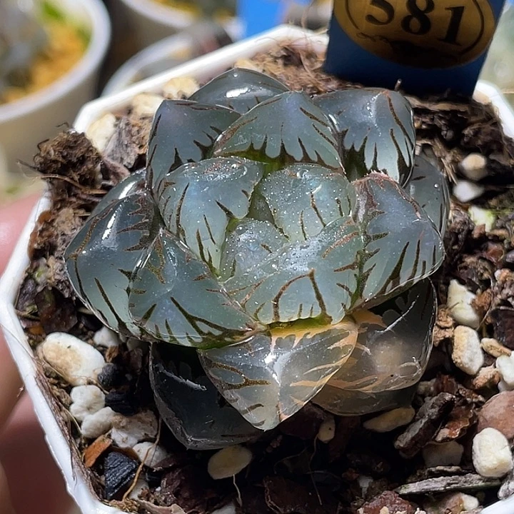 581皓月玉露带锦福利一物