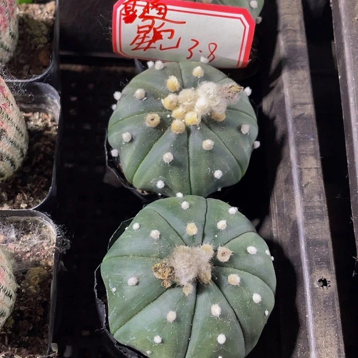大南瓜3.8带哦土发