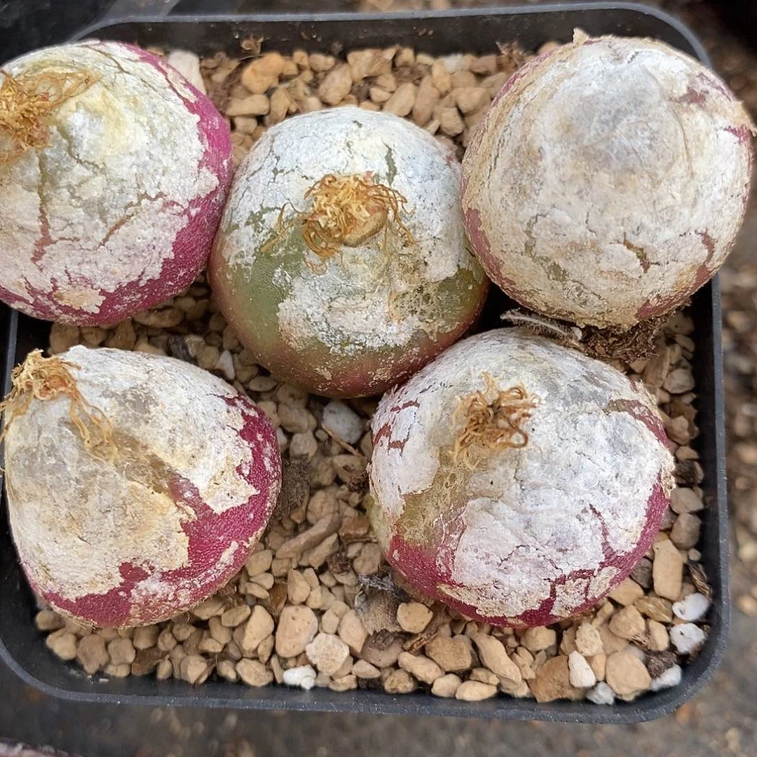 1680母本大灯泡有瑕疵一物