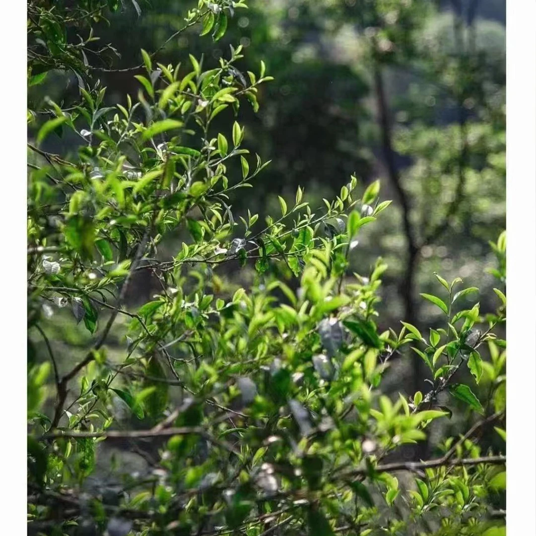 冰韵伍山 荒山大古树24年春1000g/袋散 普洱生茶