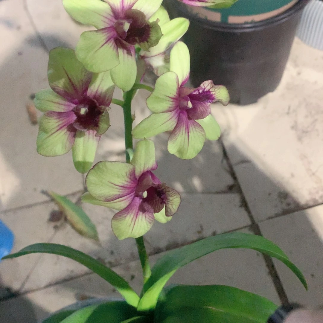 完全开放碧玉丑苗裸根2苗花叶不包损