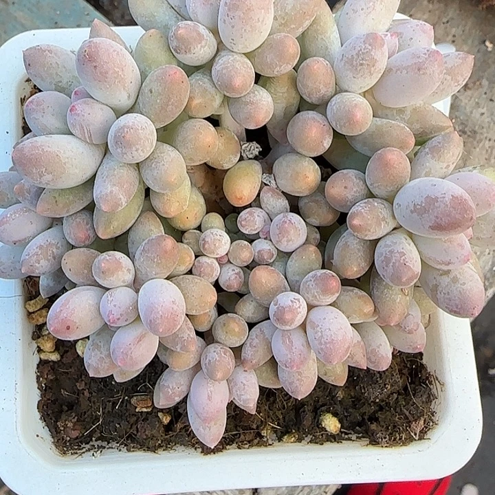 青蛙王子儿童牙膏1112122