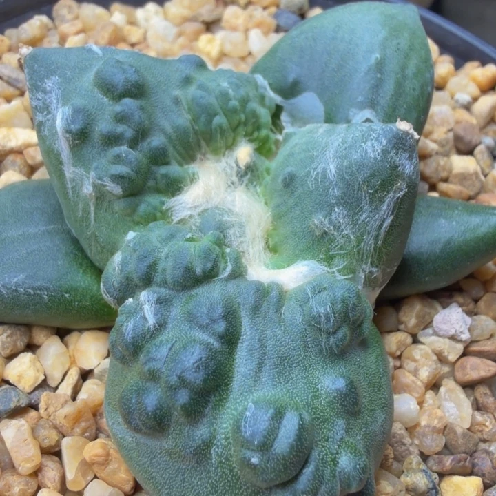 大瘤子蛤蟆怒深色