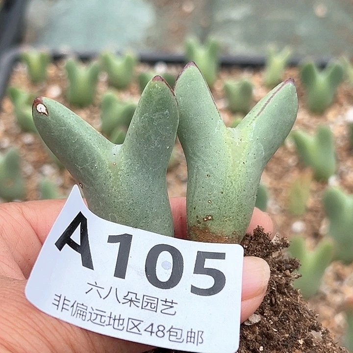 山*2颗大将11111111多肉