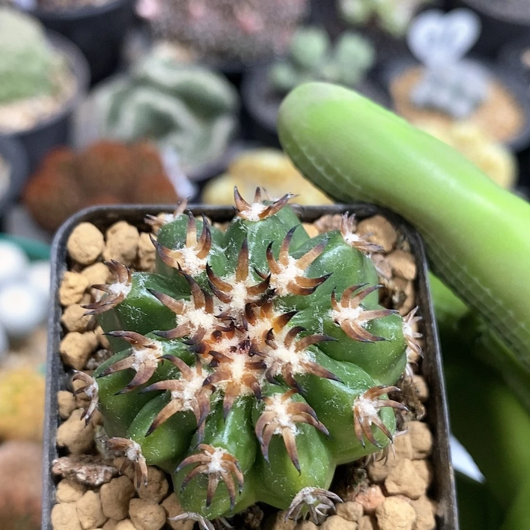 我****情实生猫爪圆盘仙人球