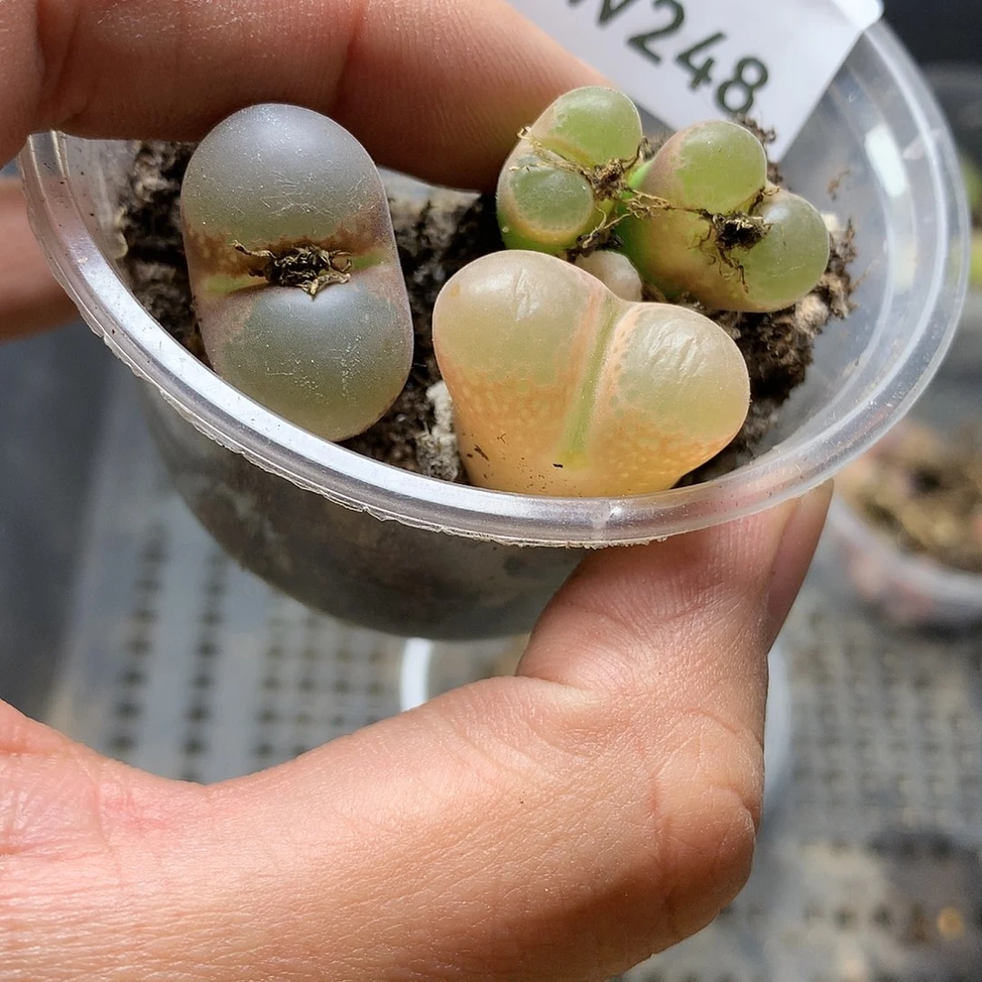 W248多肉植物保护