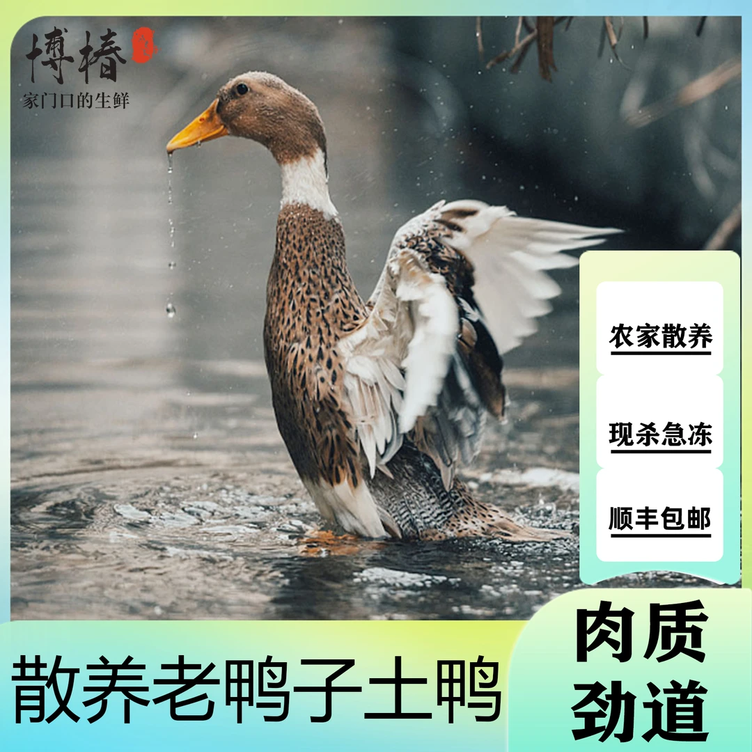 【四年老鸭】一只土鸭子 单只净重6斤顺丰带内脏（心肝胗）