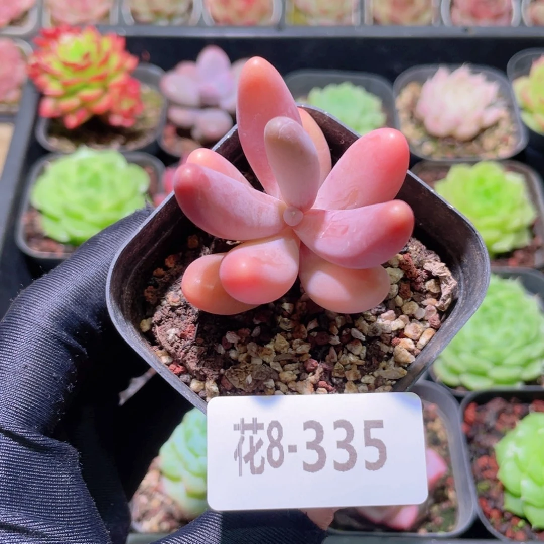 花利美8-335红手指