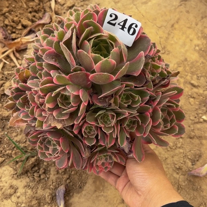 粉女郎多肉微瑕246