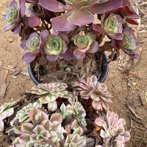 红铜超白魅金玫瑰法师多肉植物788