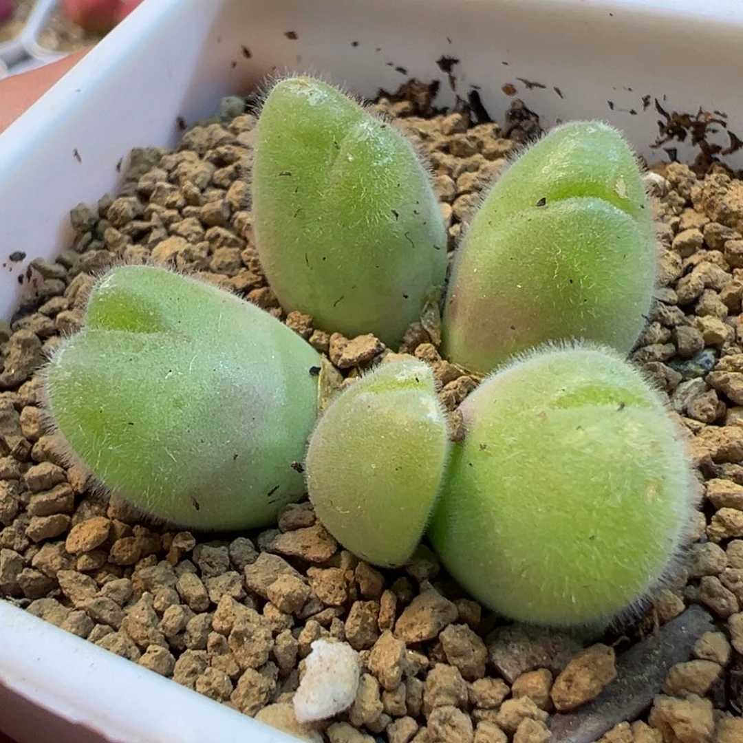 086多肉植物种类多样