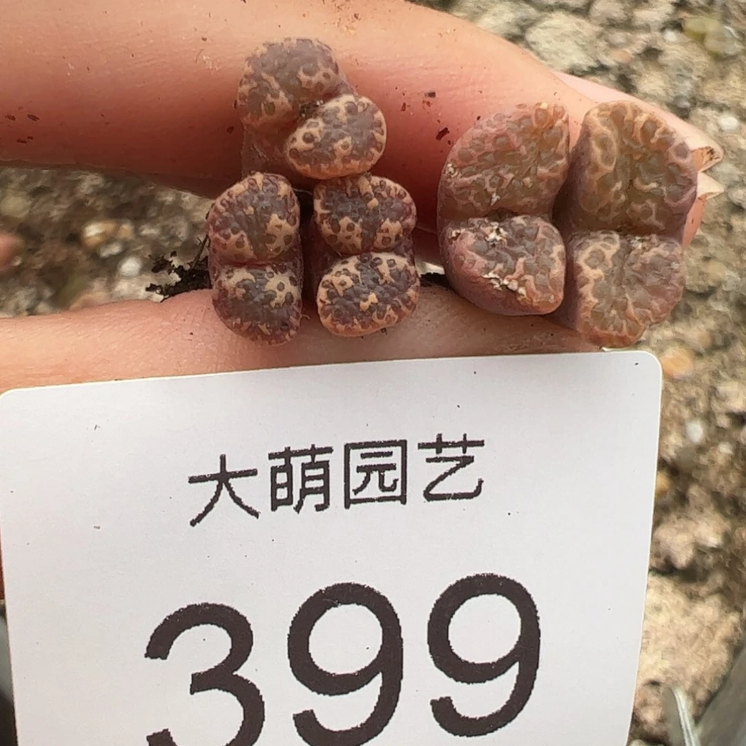 一物一拍优选泡泡杂交399